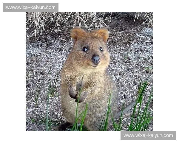 绿茵版“大卫挑战歌利亚”:澳洲袋鼠vs巴林红军,谁能主宰亚洲足球之巅? 绿茵版“大卫挑战歌利亚”:澳洲袋鼠vs巴林红军,谁能主宰亚洲足球之巅?